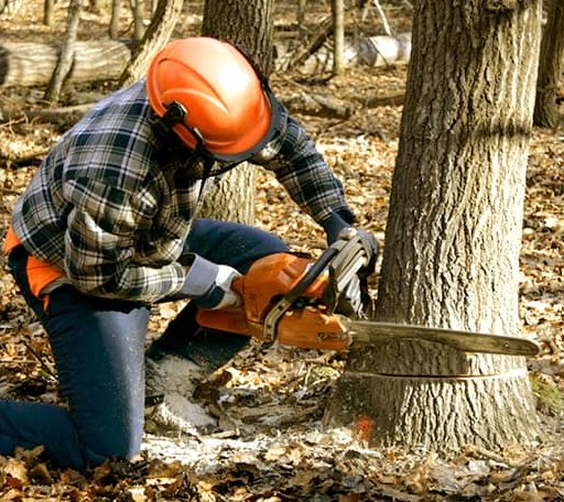 Tree Removal in Slippery Rock, PA
